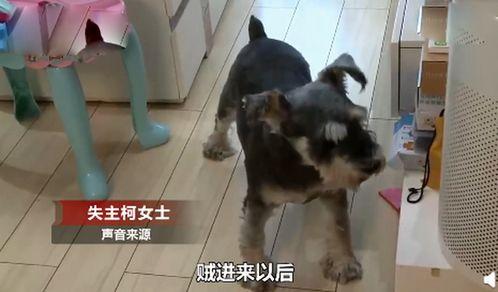 宠物吃瓜看戏视频大全免费观看,宠物吃瓜看戏视频大全免费赏
