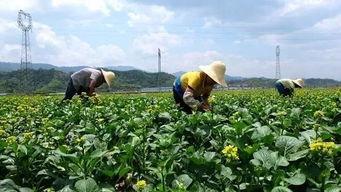 贵州花园吃瓜现场视频,欢乐盛夏，邻里共享时光