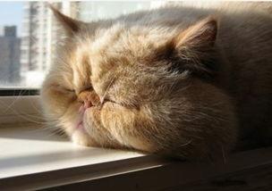 猫吃蓝瓜视频大全,趣味视频大盘点