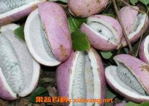 下午吃八月瓜视频,午后悠闲时光的甜蜜邂逅