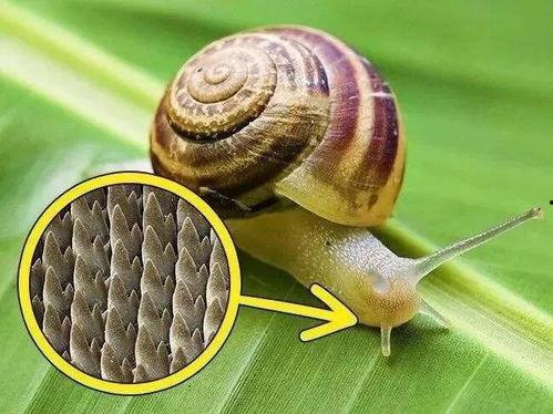 蜗牛吃哈密瓜叶子视频